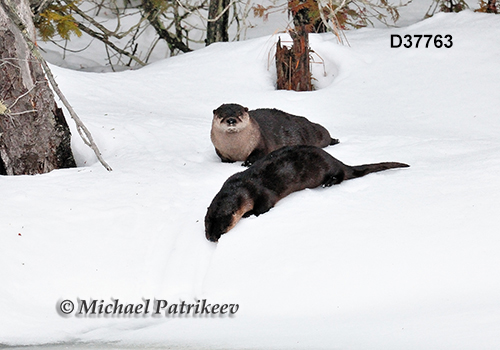North American River Otter (Lontra canadensis)